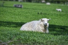 Adorable Welsh Mountain Sheep Resting In The Green Field