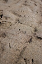 Vertical Shot Of Seagull Footprints On The Sandy Beach