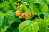 Fototapeta Kuchnia - Zółta malina, malina, malina na krzewie, Yellow raspberry, raspberry, raspberry on the bush,