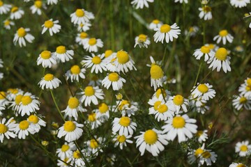 Poster - Flowers of chamomile on a fallow field.