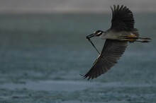 Scenic Shot Of A Yellow Crowned Night Heron In Flight Against The Sea