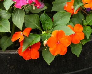 Poster - Closeup shot of the beautiful orange Impatiens flowers in the pot