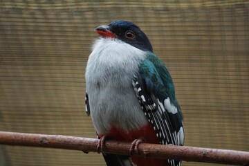 Wall Mural - Cuban Trogon Sitting On A Branch...