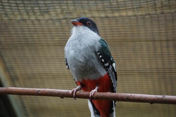 Wall Mural - Cuban Trogon Sitting On A Branch...