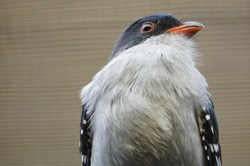 Sticker - Cuban Trogon Sitting On A Branch...