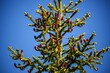 © Gude Smokiedoc Tokerud/Wirestock Creators - Scenic view of an Ezo spruce with colorful cones in blue sky background