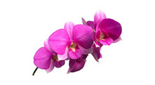 Isolated Dendrobium Orchid Flower With Clipping Paths.