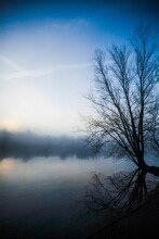 Vertical Shot Of A Bare Tree Reflecting In The River On A Misty Day