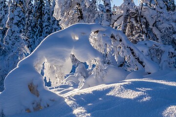 Canvas Print - Beautiful winter landscape with trees covered with a heavy layer of snow.