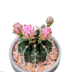 Wall Mural - the cactus has pink flowers on a white background.