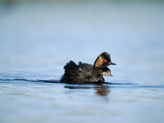 Poster - Black-necked grebe, Podiceps nigricollis,