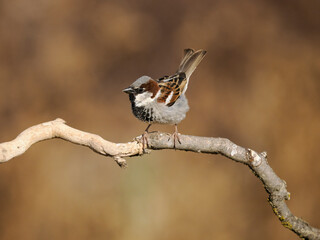 Canvas Print - House sparrow,  Passer domesticus