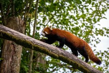 Red Panda (Ailurus Fulgens) Walking On A Branch