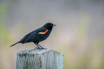 Wall Mural - Tricolored blackbird perched on a wooden surface on blurred background