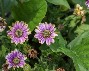 Canvas Print - Beautiful shot of purple and white daisies