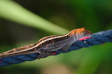 Sticker - Closeup of a brown anole (Anolis sagrei) on a rope