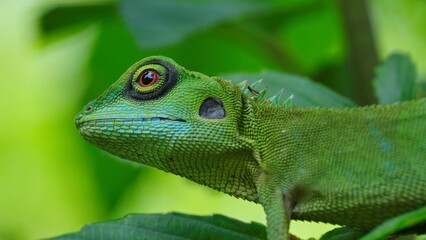 Poster - Closeup of a green crested lizard (Bronchocela cristatella)