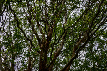 Canvas Print - Curly willow in the bright green of young leaves with budding buds.