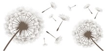 Vector Illustration Of Dandelions On White Background.
Silhouette With Flying Dandelion Buds. EPS10 For Wall Decor,  Wallpaper,  Postcards, Posters Etc. Wall Art For Decor. 