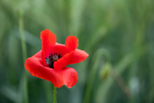 Papaver Rhoeas Or Common Poppy, Corn Poppy, Corn Rose Or Red Poppy Is An Annual Herbaceous Species Of Flowering Plant In The Poppy Family,  Papaveraceae, With Red Petals. Red Flower On A Meadow.