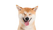 Shiba inu dog Red-haired Japanese dog on studio white