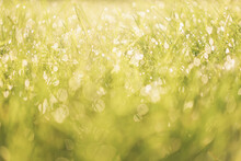 Dreamy Morning Blurry Grass