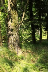 Fototapeta w lesie
