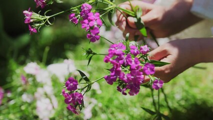 Wall Mural - Woman collecting purple flowers in the forest