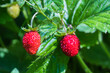 Strawberry sweet forest berry