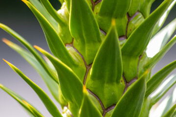  Green thorny leaves of araucaria araucana or monkey tail tree with sharp needle-like leaves and spikes of exotic plant in the wilderness of patagonia shows symmetric shape details of the green leaves