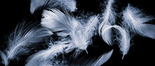 White Duck Feathers On A Black Isolated Background