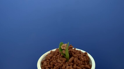 Canvas Print - timelapse of pumpkin sprout germination on blue background