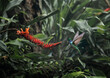 Hummingbird in the rain forest of Costa Rica