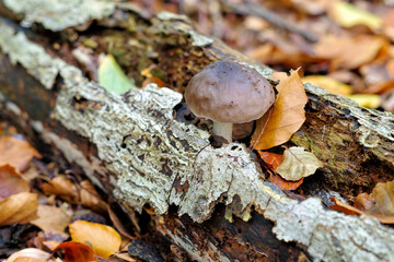 Canvas Print - ein Dachpilz Pluteus cervinus auf einem alten vermodertem Baumstamm im Herbstwald - deer shield  Pluteus cervinus mushroom  on an old rotten tree trunk in autumn forest