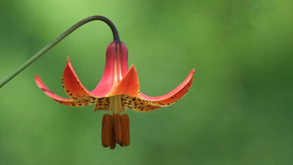 Wall Mural - an upside down lily, also know by these names...canada lily and the turks cap lily. lilly growing in
