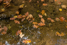 Oak Leaves Float On The Surface Of A Stream.