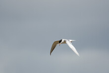 A Black And White Forster's Tern, Sterna Forsteri, Soaring In The Gray Sky Hunting For Food. 