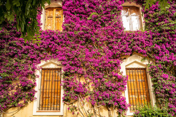 Wall Mural - Building of the Real del Viveros gardens in Valencia, with large bougainvillea, Andalusia - Spain