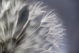 Fototapeta Dmuchawce - Quarter of a dandelion blowball