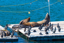 Seals, Sea Lions And Cormorants Sunning Themselves On A Floating Dock In San Diego Harbor, California.