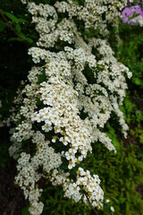 Wall Mural - Spiraea nipponica is a species of flowering plant in the family Rosaceae, native to the island of Shikoku, Japan.