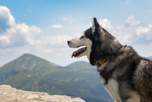 Blue Eyed Beautiful Smiling Siberian Husky Dog With Tongue Sticking Out In The Mountain Background, Carpathians