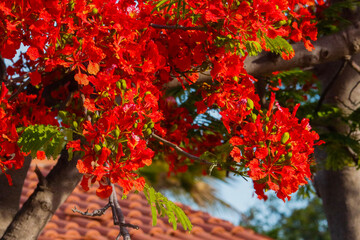 red maple leaves