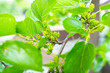 Close-up green unripe mulberry grows on a tree