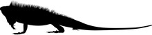 Silhouette Illustration Of Iguana