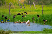 Avian Biodiversity Observed In The Wetlands Near Virar In Maharashtra, India