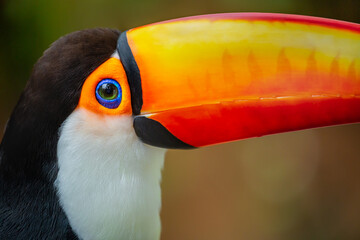 Wall Mural - Colorful Toco Toucan tropical bird in Pantanal, Brazil