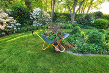Wheelbarrow On A Perfect Green Lawn In A Cultivated Country Garden Used For Garden Work. Professional Gardening Service Or Contracted Gardener Maintaining A Lush Backyard And Planting Seasonal Shrubs