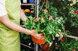 Woman mid-section cropped selling buying potted petunia plants on a flower market or fair. Gardening. Small business