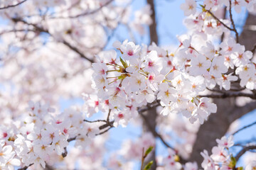 満開の桜と青空　春イメージ　ソメイヨシノ　日本の春